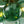 LightFixturesUSA - 3 - Light Cluster Green Tinted Glass Globe Bubble Semi Flush - Ceiling Light - Green Bubble - 