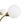 LightFixturesUSA - Bloom Frosted Glass Globe Bubble Brass Sputnik Chandelier - Chandelier - 10 - Lt - 