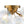 LightFixturesUSA - Brass Cluster Iridescent Glass Globe Bubble Ceiling Light - Ceiling Light - Brass - 