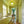 LightFixturesUSA-Scandinavian Lime Green Glass Round Drum Semi Flush Mount-Ceiling Light-13.8 in-